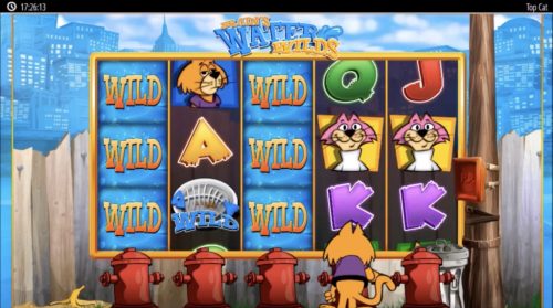 Comodines Acuáticos de Brain